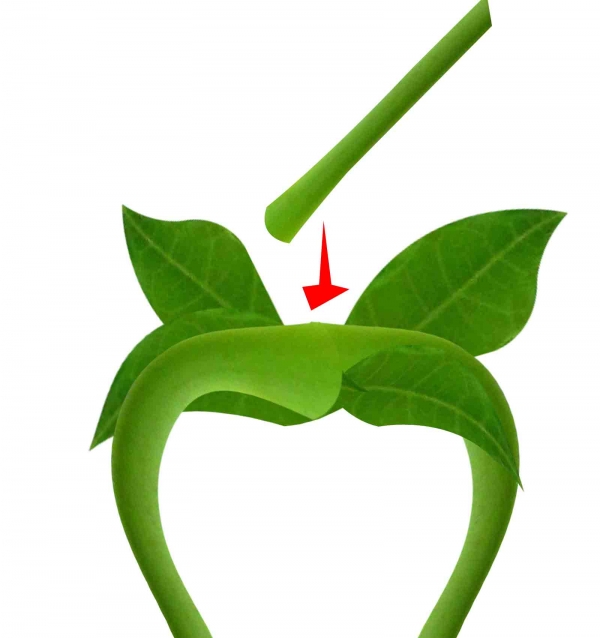 Creation of Different flower: Step 4